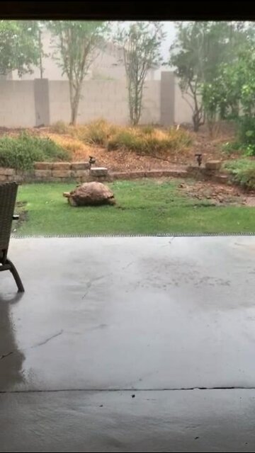 Vern the tortoise is not bothered by the rain