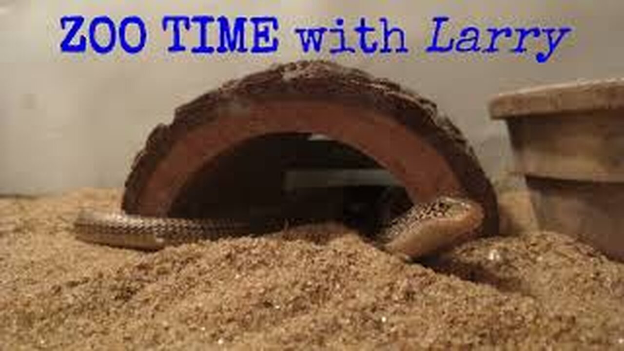 ZOO TIME with Larry (S 1, Ep 7 OPHEODRYS AESTIVUS) 🎶