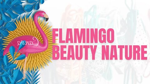 NatureShortsVideo, flamingo, birds #natureshortsvideo