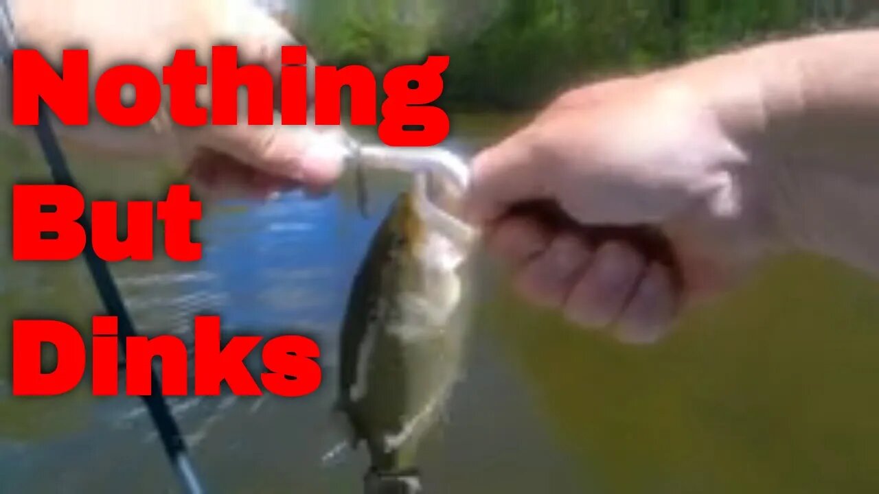 Catching Dinks! / Lake Welhelm Pa #Bass #LakeWelhelm