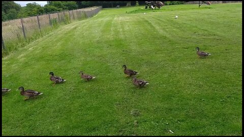 Funny walking ducks