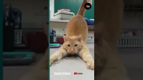 💞😆Cats and dogs fighting very funny😂 Try not to laugh #shorts