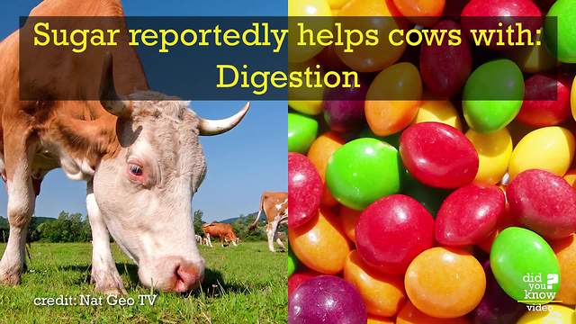 Farmers Are Feeding Their Cows Skittles Now