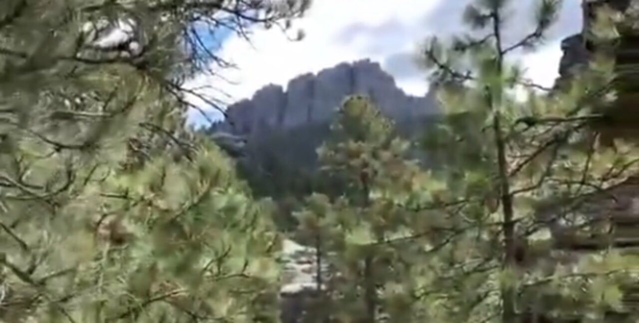 Fascinating Video Shows Ancient Trees - You Have To See It To Believe It!