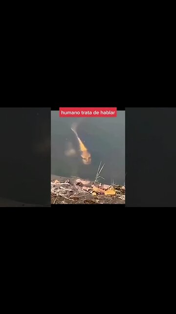 Se não fosse filmado ninguém acreditaria.