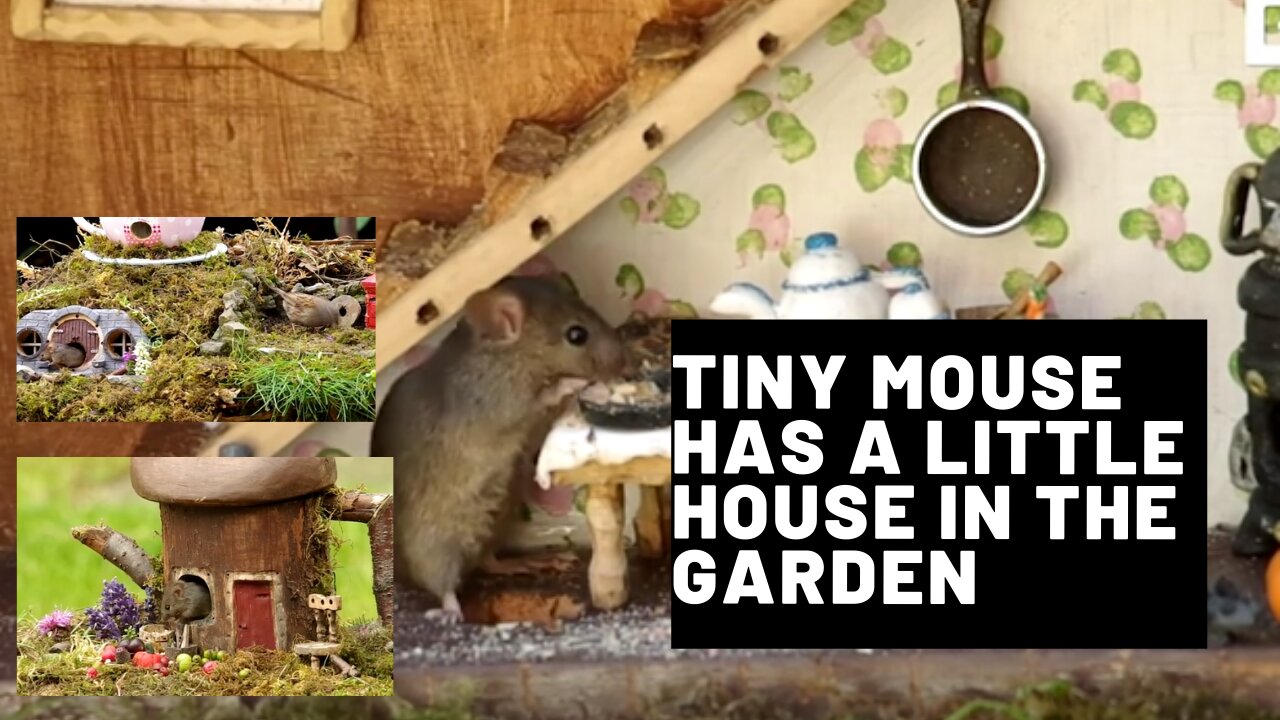 Tiny mouse has a little house in the garden