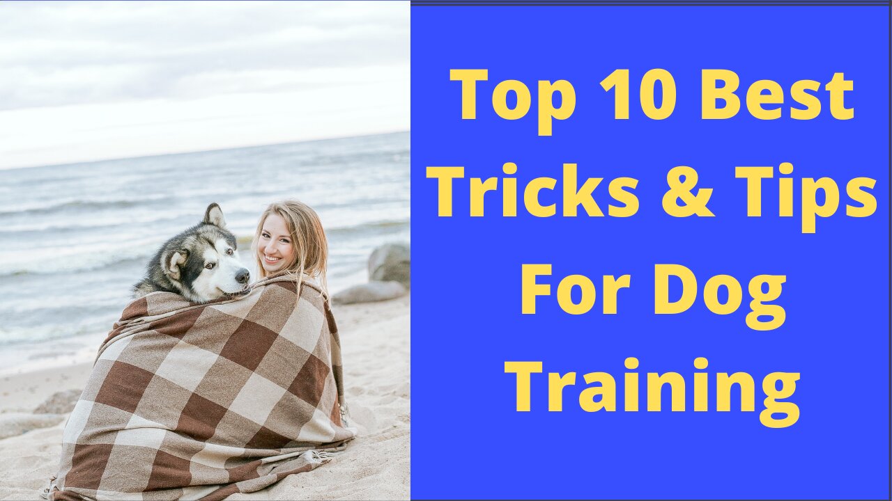 10 Best tricks & tips for dog's training