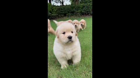 Cute Puppies 😀