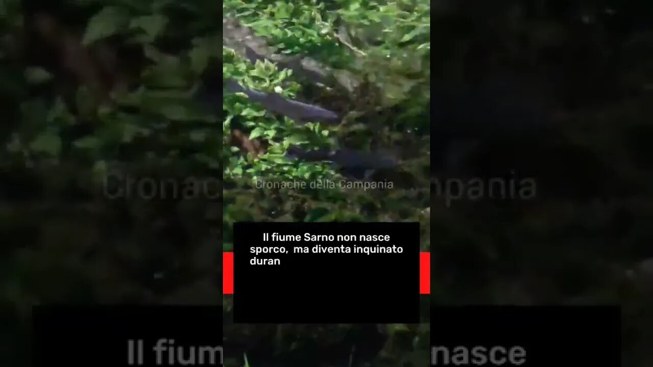 C'è vita nel fiume Sarno