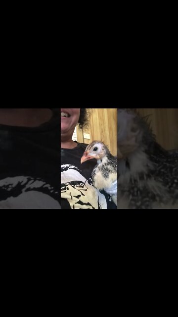 Cute baby Guinea fowl