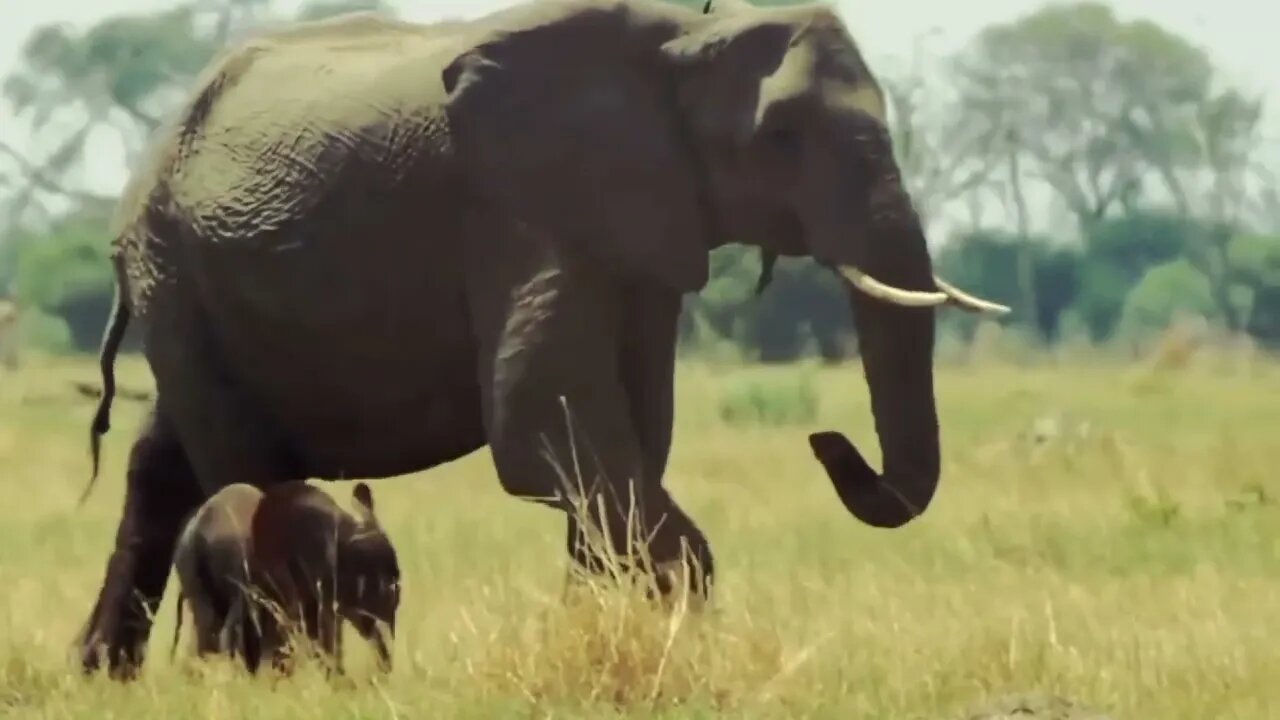 Amazing Elephant Herd protect Mom&Newborn Elephant from Lion pride hunt