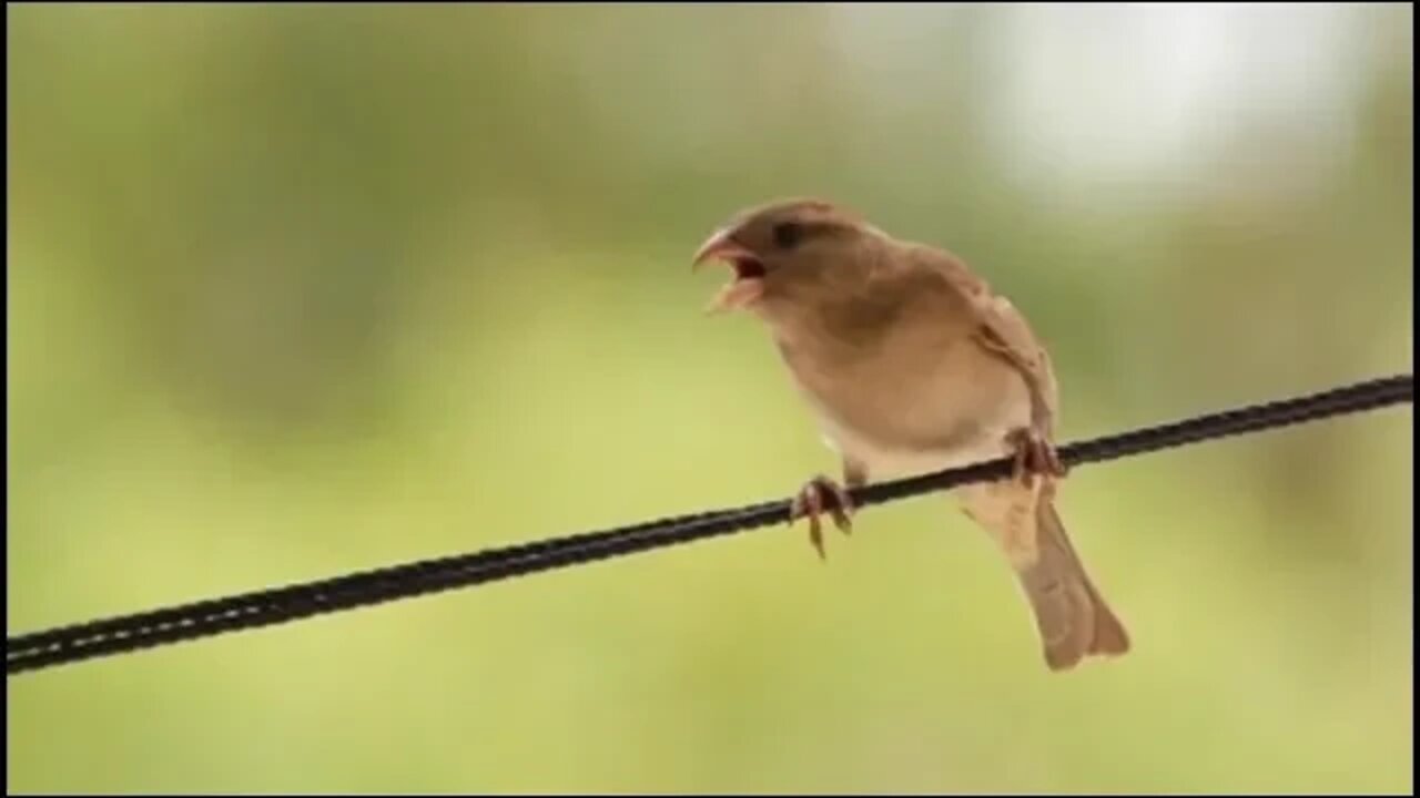 Nature And Wildlife Video – Bird and Animal is Beautiful,Creature on our N Planet॥New Video॥