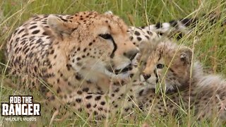 Female Cheetah With Three Cubs | Maasai Mara Safari | Zebra Plains