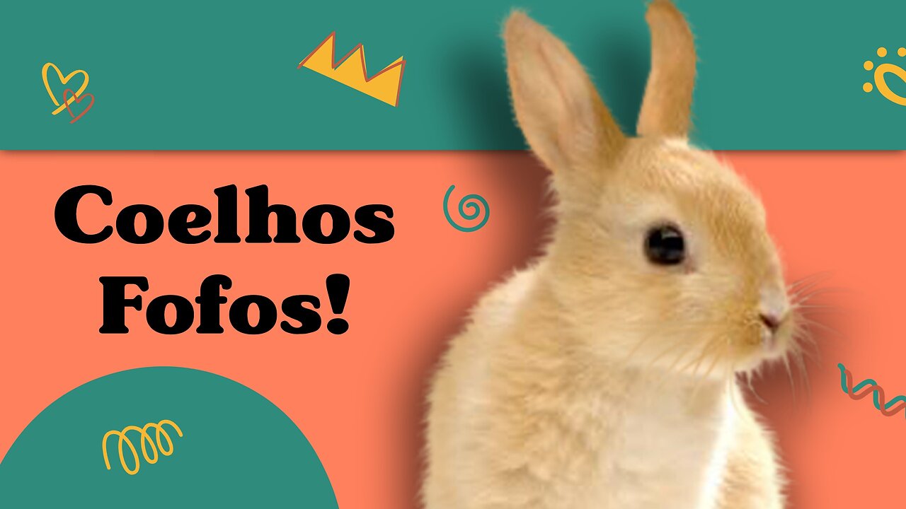 Coelhos Fofos