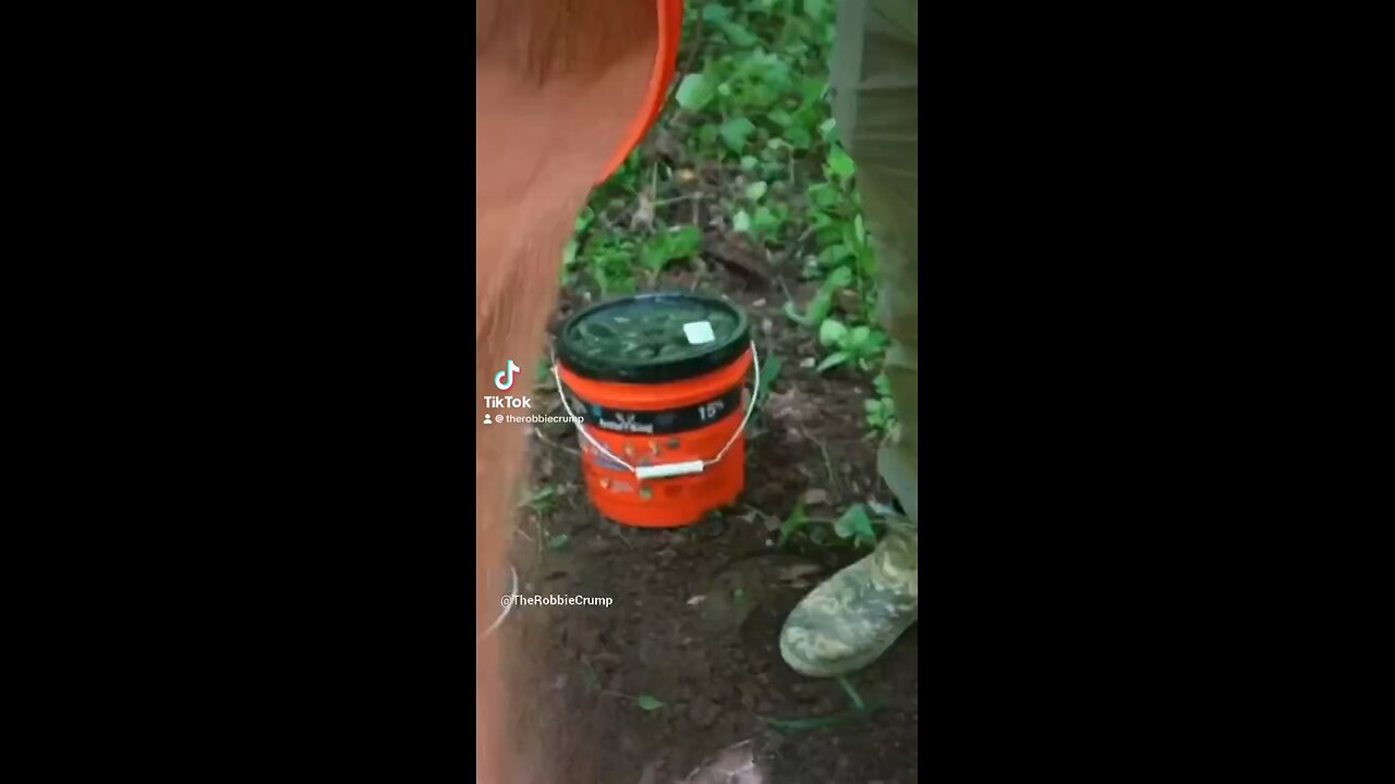 Two weeks out from hunting season here in North Carolina!