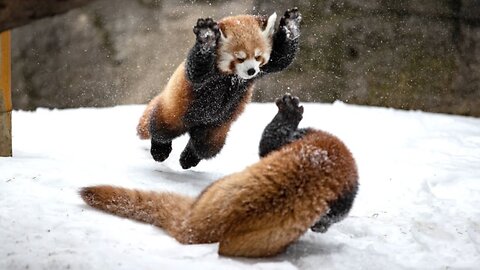 Most Adorable Red Panda - CUTEST Compilation