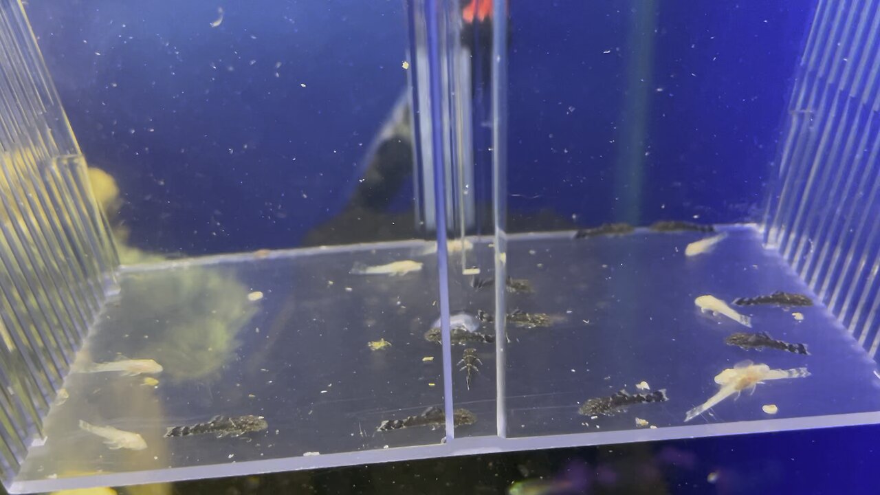 Bristlenose catfish fry