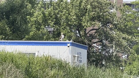 Hawk supervising a construction site 😊