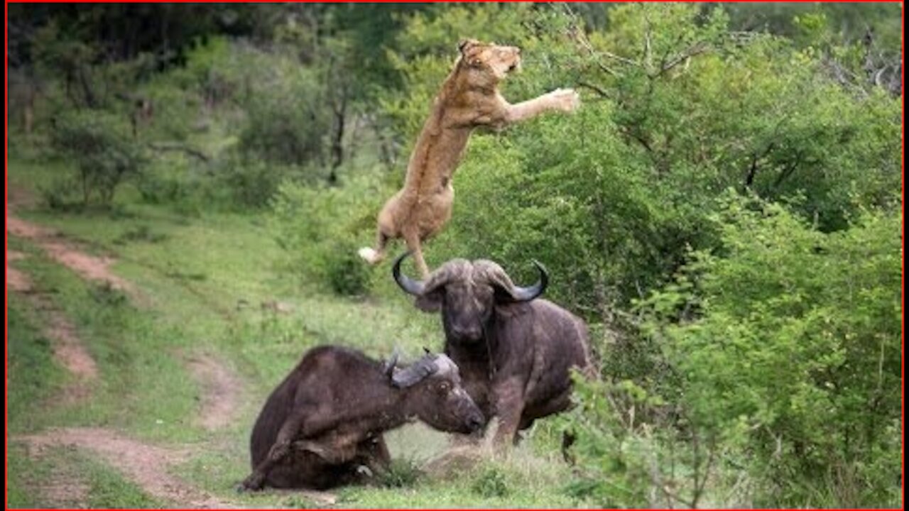 Cape Buffalo launches a lion in to the air