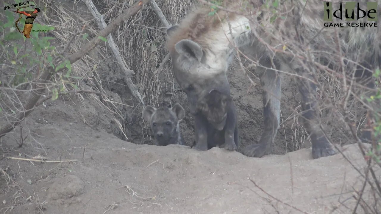 Watching Hyenas, Part 5