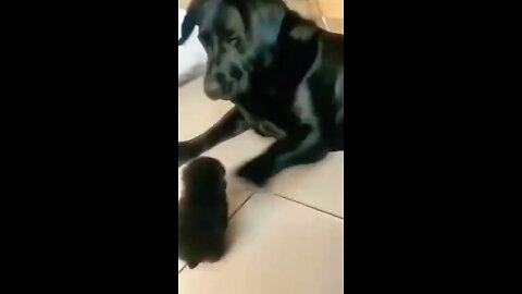 puppy gets angry with his father