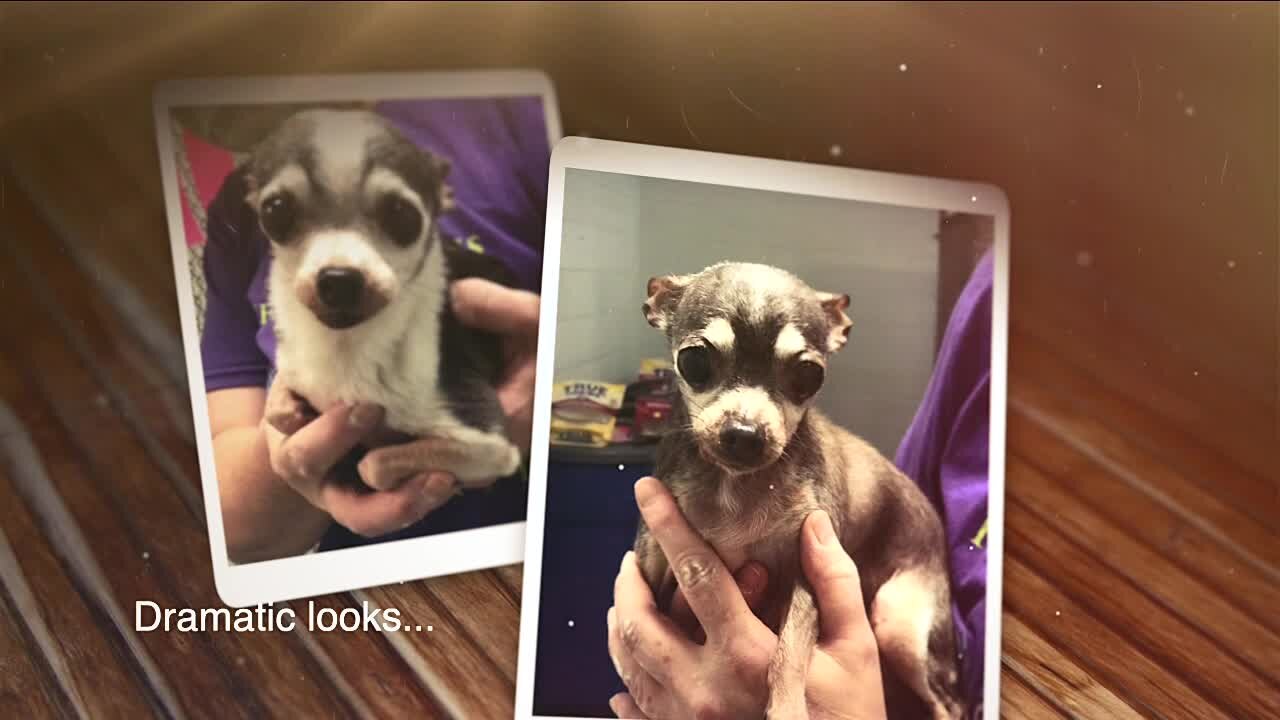 2 senior dogs abandoned in box outside Portage County shelter find foster-to-adopt home