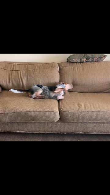 The Beagle Afterbath