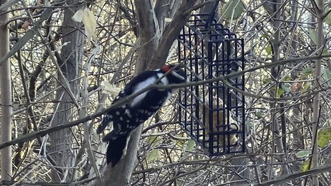 Downy Woodpeckers