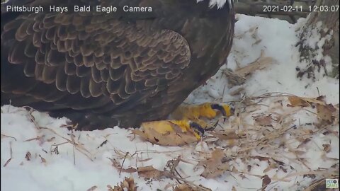 Hays Eagles Mom feet study 2021 02 11 1202PM