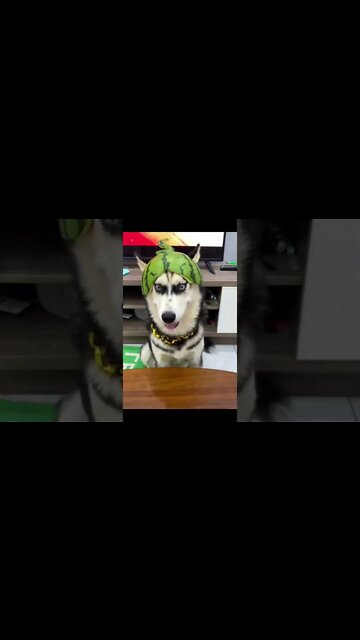 Husky Joined in to Military 🪖