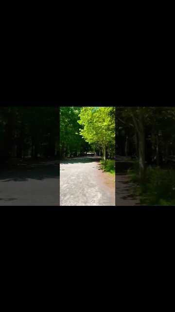 Walking through a provincial park in Halifax NS