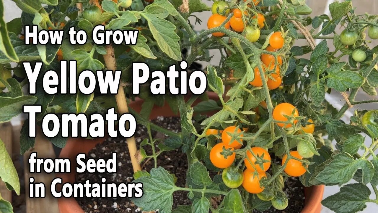 How to Grow Tomatoes from Seed in Containers (Yellow Patio) | Easy planting guide