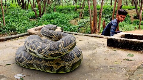 Anaconda Snake 3 in Real Life.