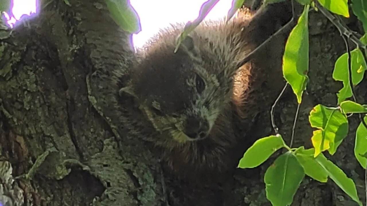 Groundhog Tree'd by The Dogs,