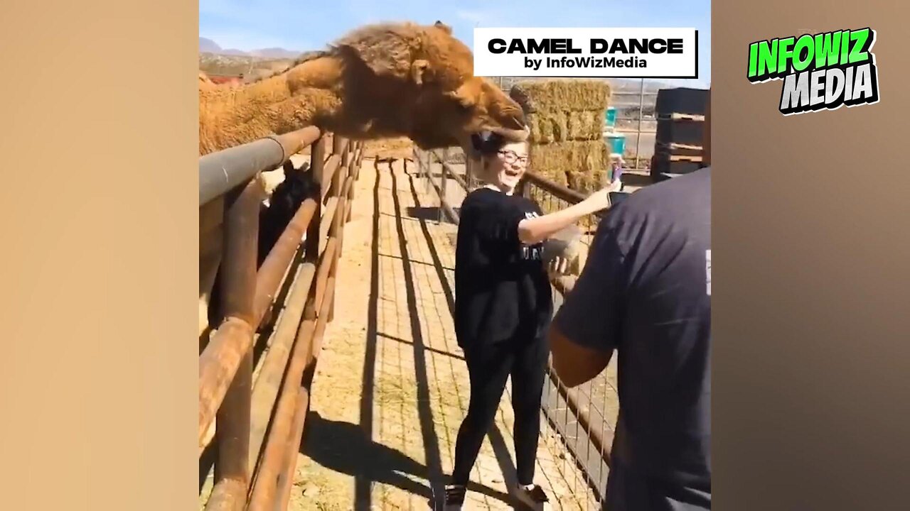 Camel Dance, Funny Animals