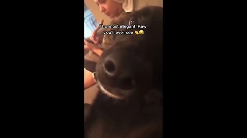 Dog Gives Paw
