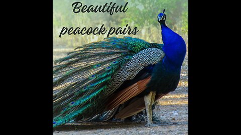 Beautiful peacock pairs