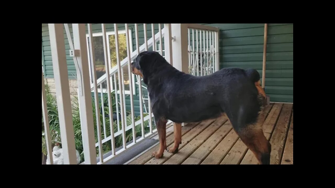 Rottweiler What's That? 😊 #rottweiler
