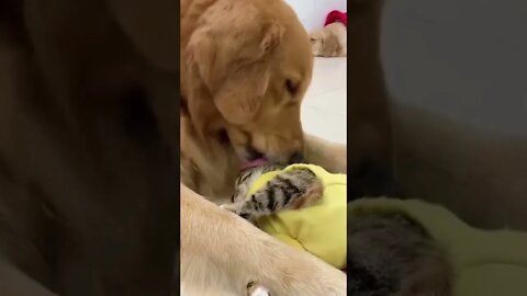 Labrador playing with cute kitten #shorts #labrador #kitten