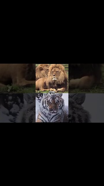 Lion vs Tiger #shorts