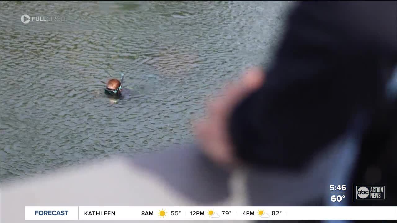 Swimming with manatees: Exclusive look at the lengths a researcher will go to save a species