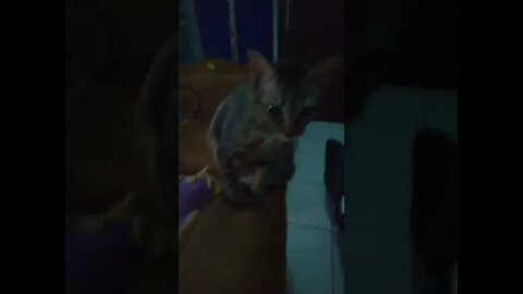 kucing