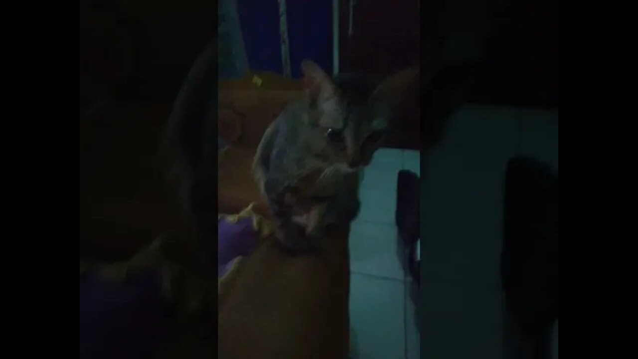 kucing
