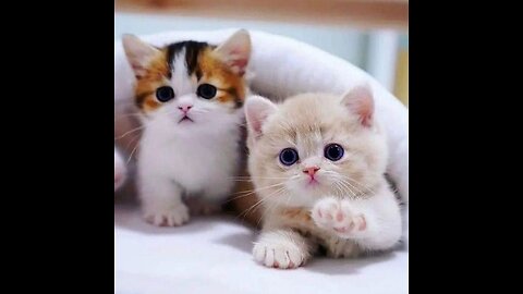 cats reacting seeing starnger