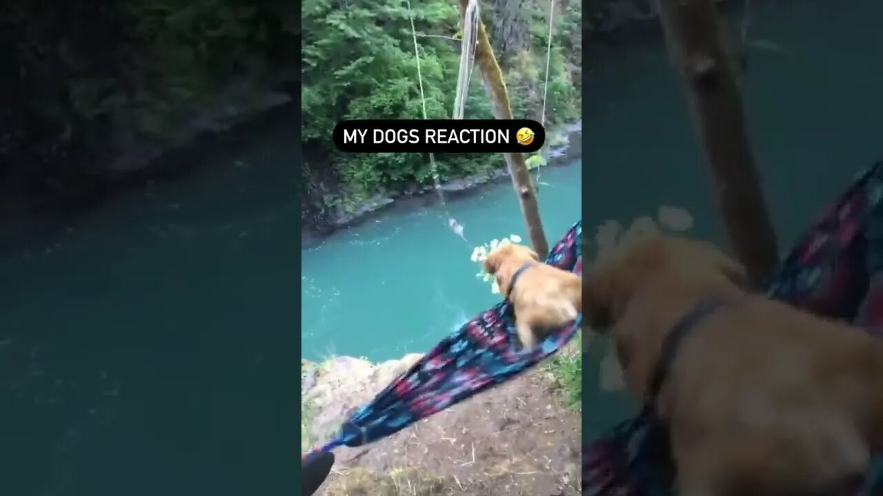 A REAÇÃO DO CACHORRO É A MELHOR KKK #SHORTS