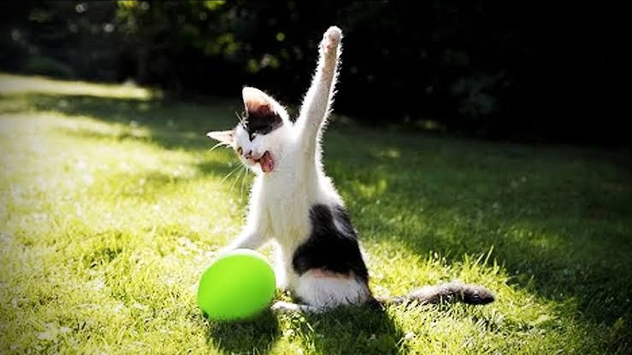 Funny Cats vs Balloons Compilation