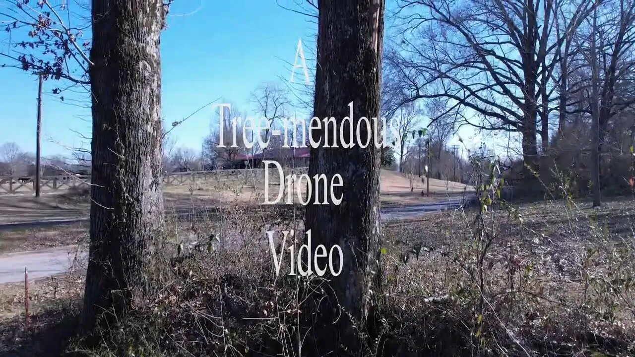 A Tree-mendous Drone Video