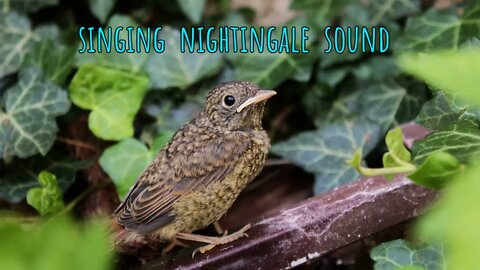 NIGHTINGALE 🐦 Singing Sound Effect - 5:08 Minutes