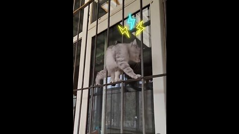 Cat walking on the fence