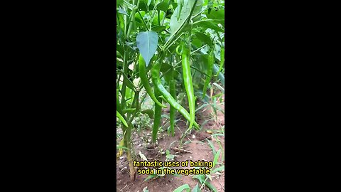 Baking soda for healthy and pest free vegetables .